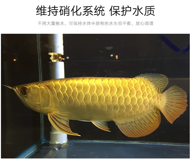 紅龍金龍魚專用藥