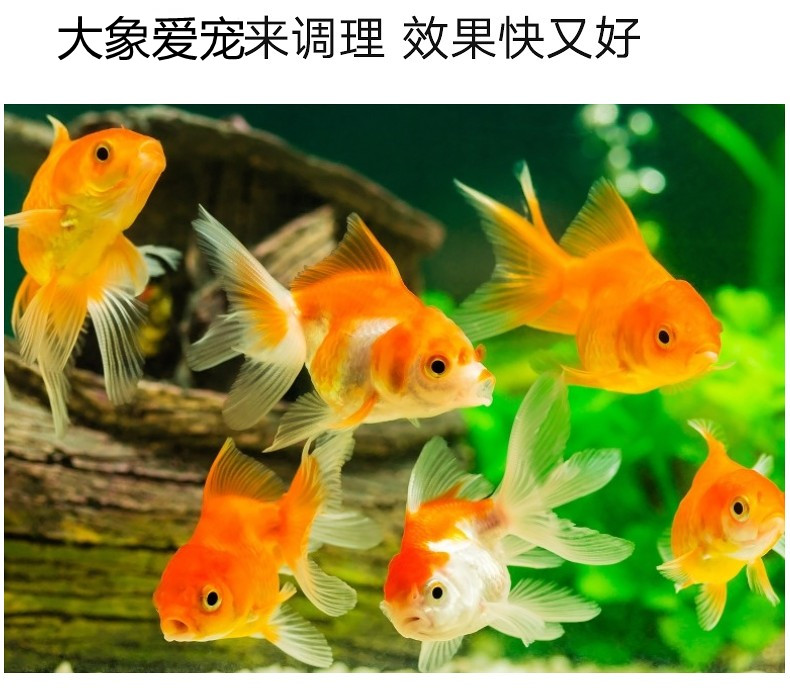 觀賞魚(yú)魚(yú)藥藥水